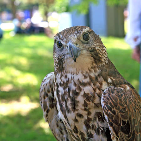 falconの写真素材