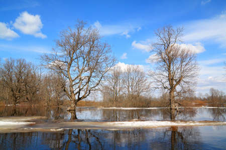spring flood in oak wood の写真素材