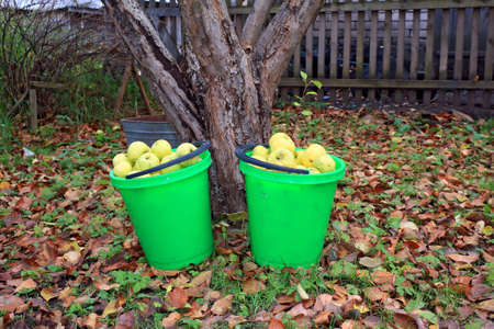 apple in pail in autumn gardenの写真素材