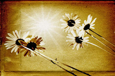 daisywheels on old paperの写真素材