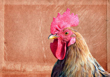 cock on aging paper backgroundの写真素材