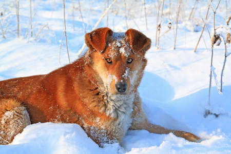 redhead dog on white snowの写真素材