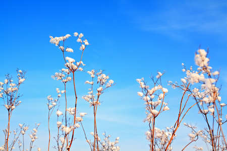 bushes in snow on blue background