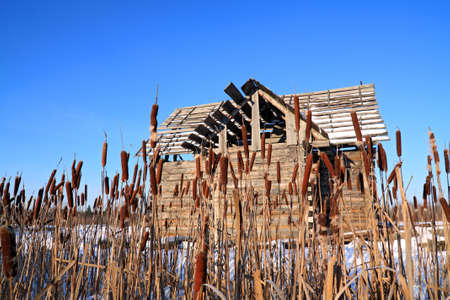 bulrush near wooden rural buildingの写真素材