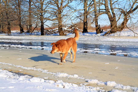 redhead dog on river iceの写真素材