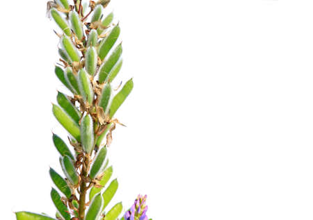 seed of the lupine on white backgroundの写真素材