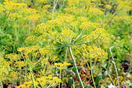 ripe dill on yellow background