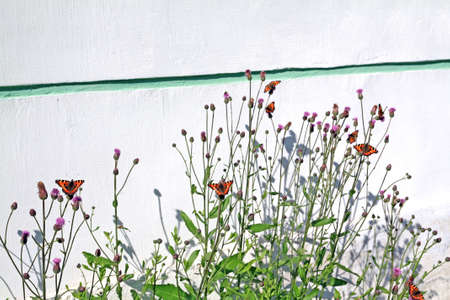 red butterflies on wall background のeditorial素材