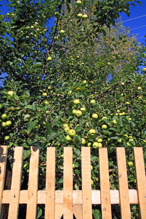 aple tree near new fenceのeditorial素材