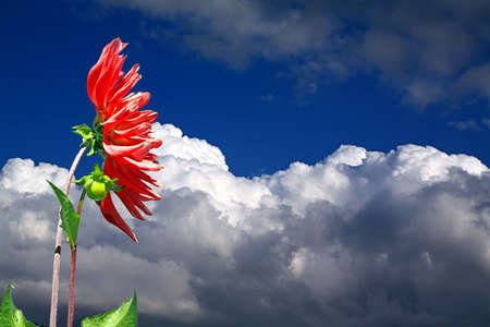 red dahlia on sky backgroundの写真素材