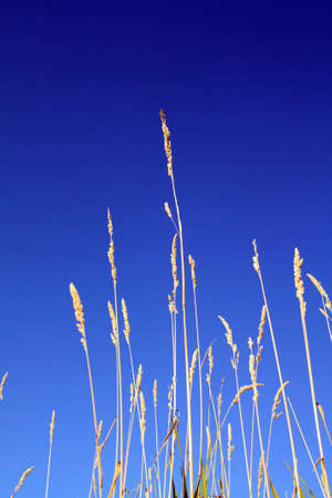 field herb on celestial background 