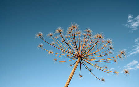 hogweed の写真素材