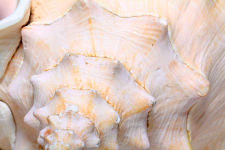seashellの写真素材
