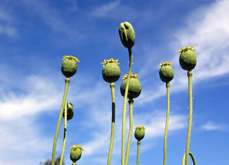 ripe poppy on cloudy backgroundの写真素材