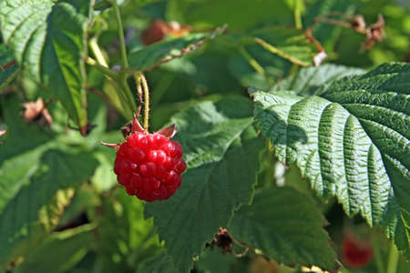 raspberry