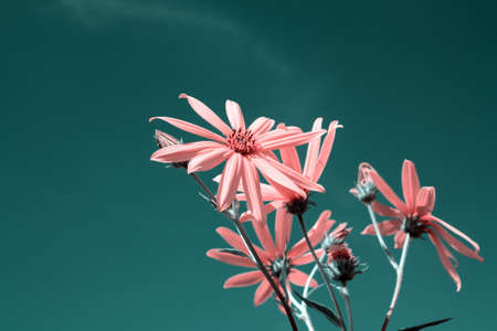 rose field flower on celestial background