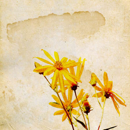 yellow field flowerses on grunge backgroundの写真素材