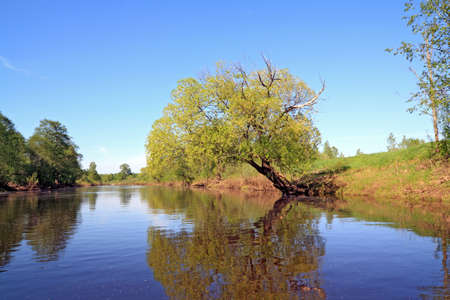 green tree on coast river