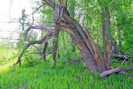 tumbled tree amongst green horsetail