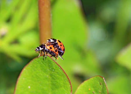 two ladybug on green sheetの写真素材