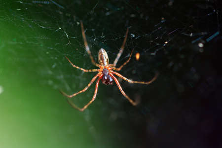 red spider on green backgroundの写真素材