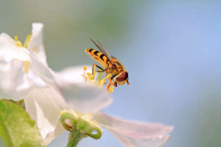 wasp on flowering aple treeの写真素材