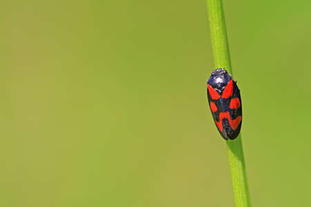 red bug on green backgroundの写真素材