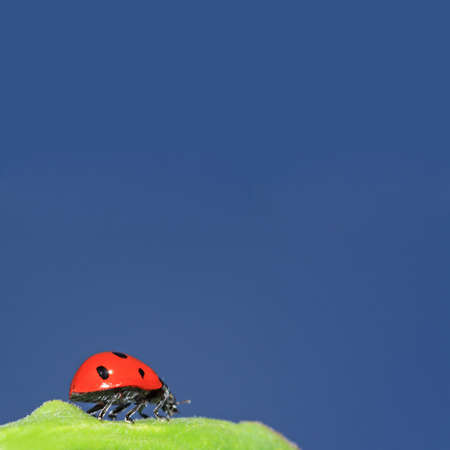 ladybug on green herb under blue skyの写真素材