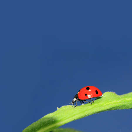 ladybug on green herb under blue sky