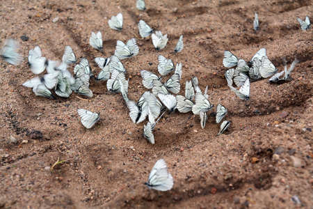 butterflies on landの写真素材