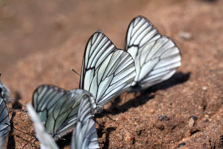  butterflies on landの写真素材