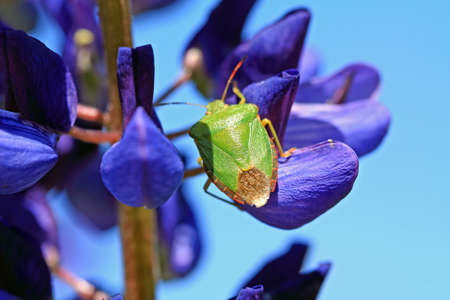 green bedbug on blue lupineの写真素材