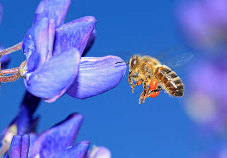 bee with pollen on blue lupineの写真素材