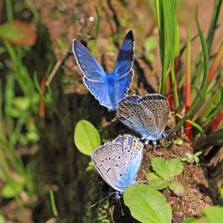 blue butterflies on field herbの写真素材