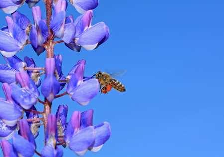 bee on blue lupineの写真素材