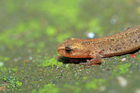 small lizard on green stoneの写真素材