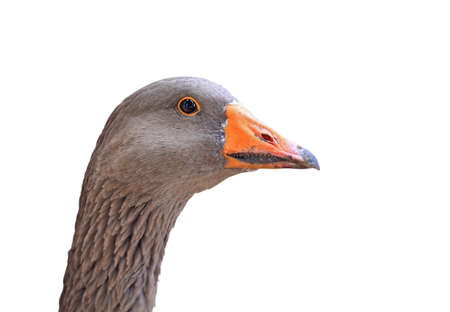 goose head on white backgroundの写真素材