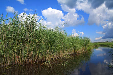 green sedge on big lake
