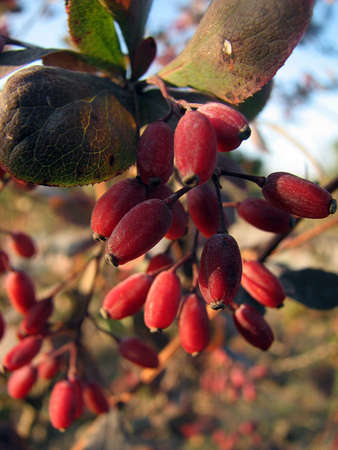 The berries of barberryの写真素材