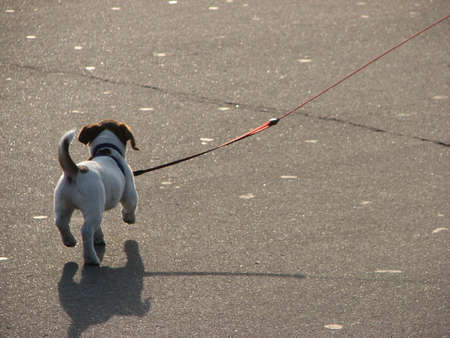 Puppyの写真素材