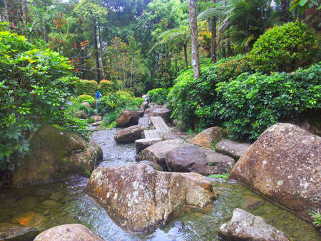 river in the forestの写真素材