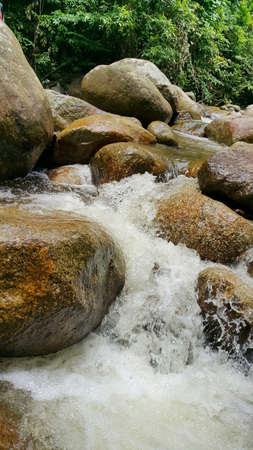 river in the forest