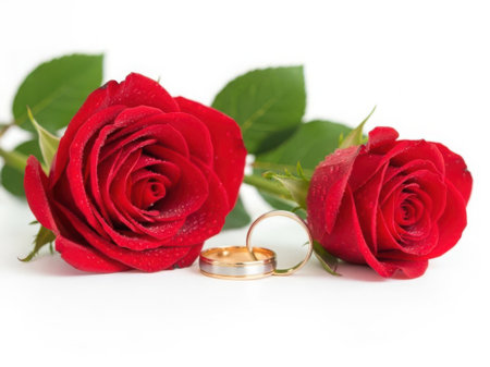 Two red roses with wedding ringsの素材