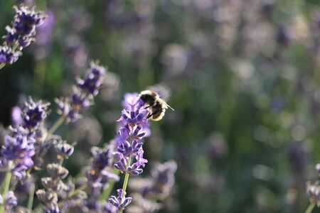 bee sucking from a flower at Mayfield lavender farm in Englandの写真素材