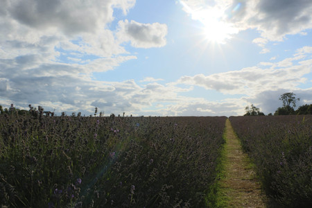 Massive lavender field from Mayfield Lavender Farmの写真素材