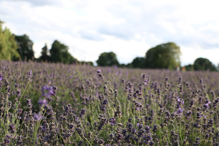 Mayfield lavender farmの写真素材