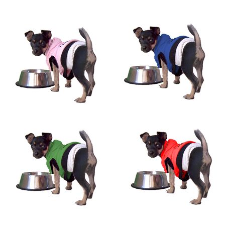 Cute tiny 2 pound Chihuahua puppy in four different color sweaters.の写真素材