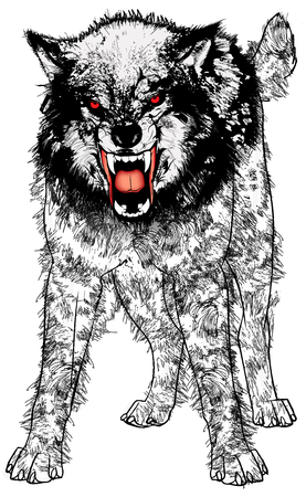 Vector Illustration of a very angry ferocious wolf.のイラスト素材