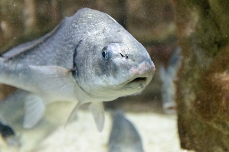 Curious fish in the aquarium. Floats along the stone.の写真素材