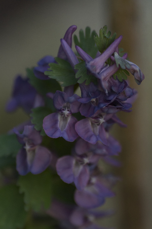 Corydalis cava, violet spring flowers of corydalis, macro, close-upの写真素材